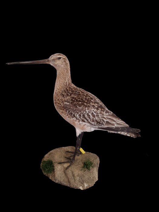 Pittima reale - Limosa lapponica - With Authority Tag - 25×14×19 cm