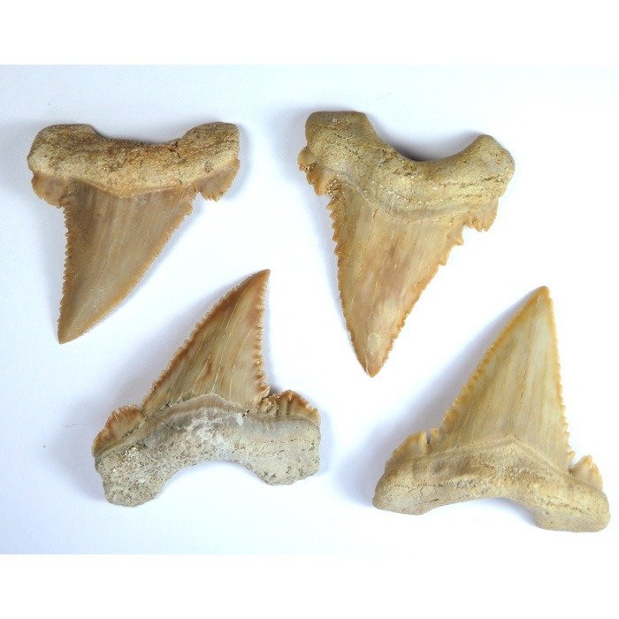 denti di squalo - Lotto di denti - 46,46,46 e 45 mm - Paleocarcharodon orientalis - 46×35×10 mm