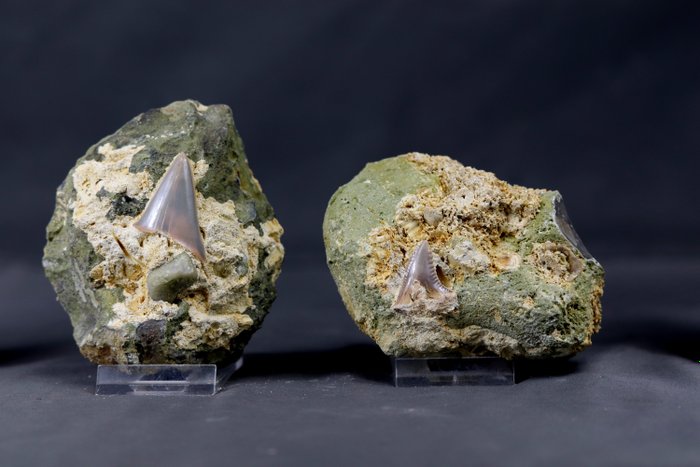 Lotto di 2 denti di squalo fossili francesi - Su concrezione di pietra focaia - Reperto raro - Da vendita immobiliare - Hemipristis and Isurus
