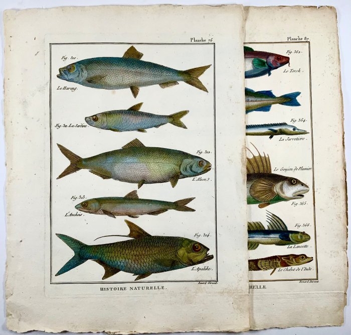 Lot of 2 quarto engravings by Abbe Pierre Joseph Bonnaterre (1752-1804) engraved by Benard - Ichtyography: Fish Sardine Herring Cod Goby Torsk - Hand coloured - 1780