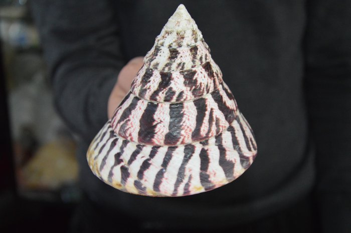 Guscio superiore commerciale Conchiglia di lumaca di mare - Trochus Niloticus - 150×130×150 mm