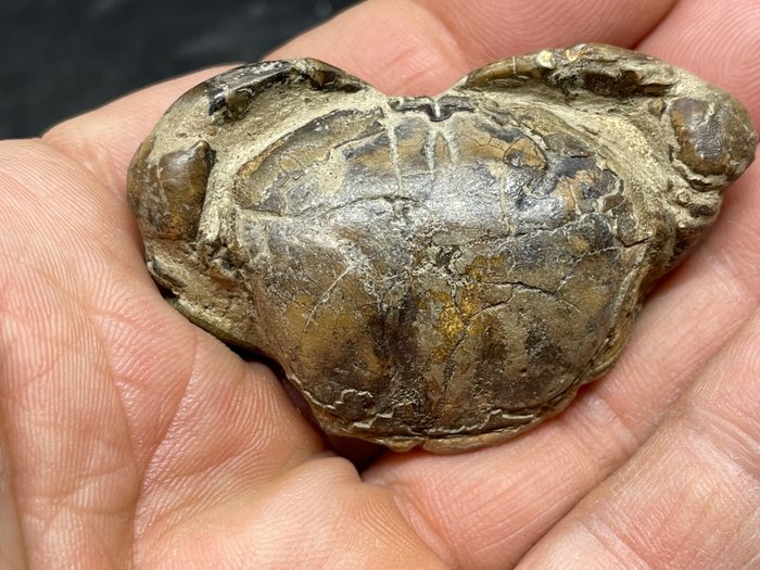 granchio fossile - In specie rare noduli - Galene obscura - 57×39×15 mm