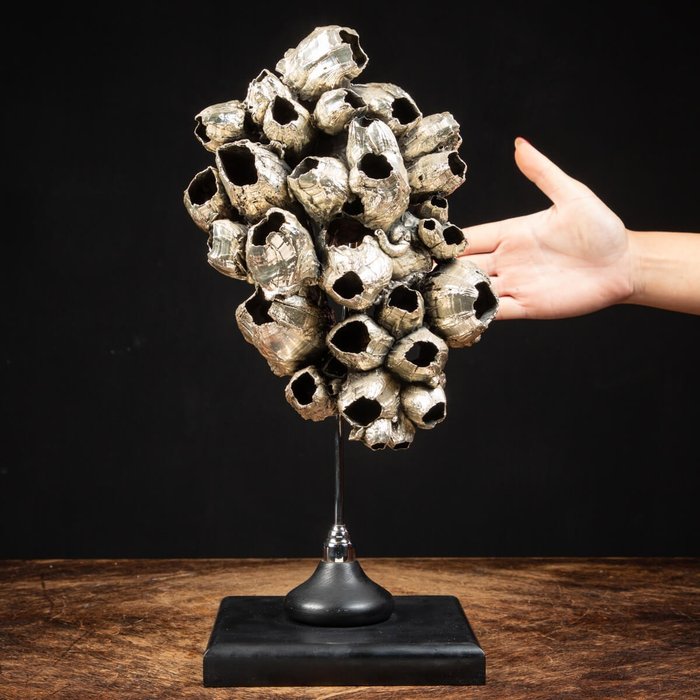 Silver Plate Barnacles on Custom Pedestal - Thoracica - 410×173×173 mm