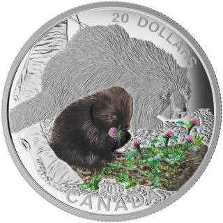Canada. 20 Dollars 2016 - Tierbabies - Stachelschwein - Colorized - 1 Oz mit COA und BOX