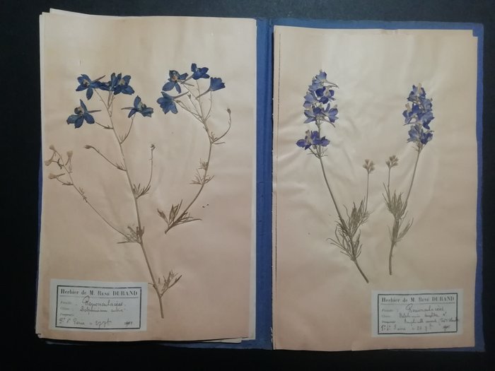 René Durand - Erbario francese (french Herbarium) - 1893/1903