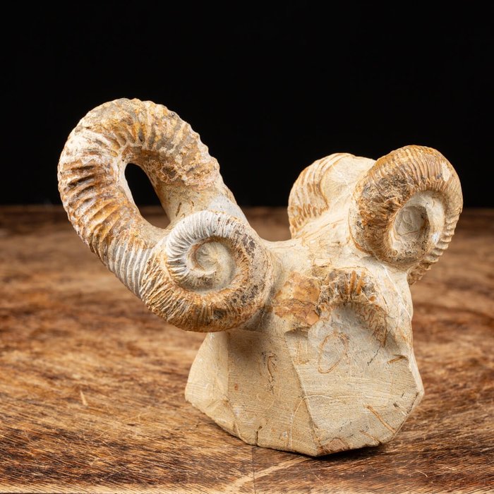 原始矩陣上的菊石 - 化石碎片 - Nostoceras malagasyense - 120 mm - 115 mm