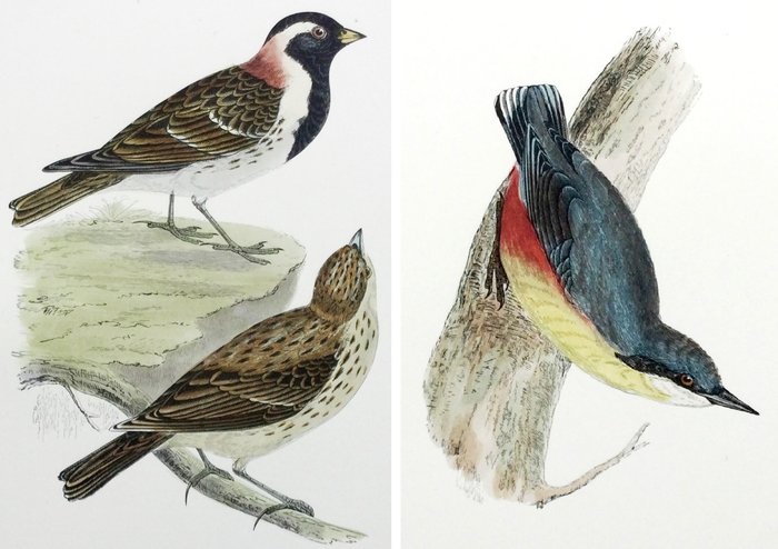 F.O. Morris / Alexander Lydon / Benjamin Fawcett - A History of British Birds [set of plates] - 1870