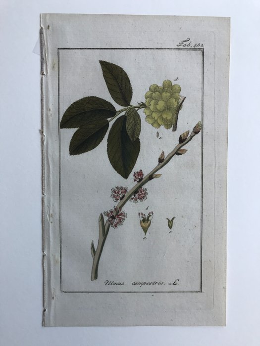 Johannes Zorn - Afbeeldingen der artseny-gewassen - 1796/1803