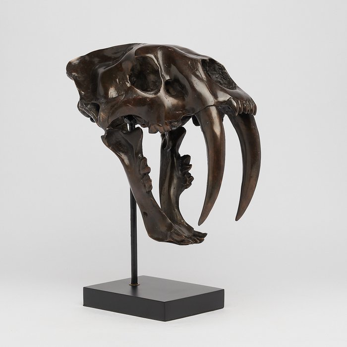 Replik einer Säbelzahnkatze Schädel - (Smilodon) - 38 cm - 18 cm - 32 cm
