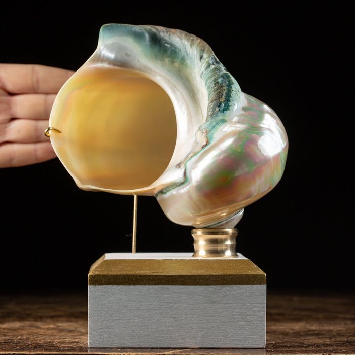 珍珠母头巾 - 艺术底座上的贝壳 - 海贝 - Turbo marmoratus - 150×140×110 mm