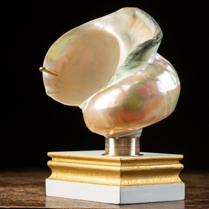 優雅底座上的珍珠母貝 - 貝殼 - Turbo Marmoratus - 210×140×105 mm