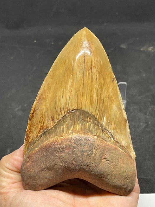 Dente di squalo Megalodon - - - Carcharocles megalodon - Mostro di 14,4 cm (1)
