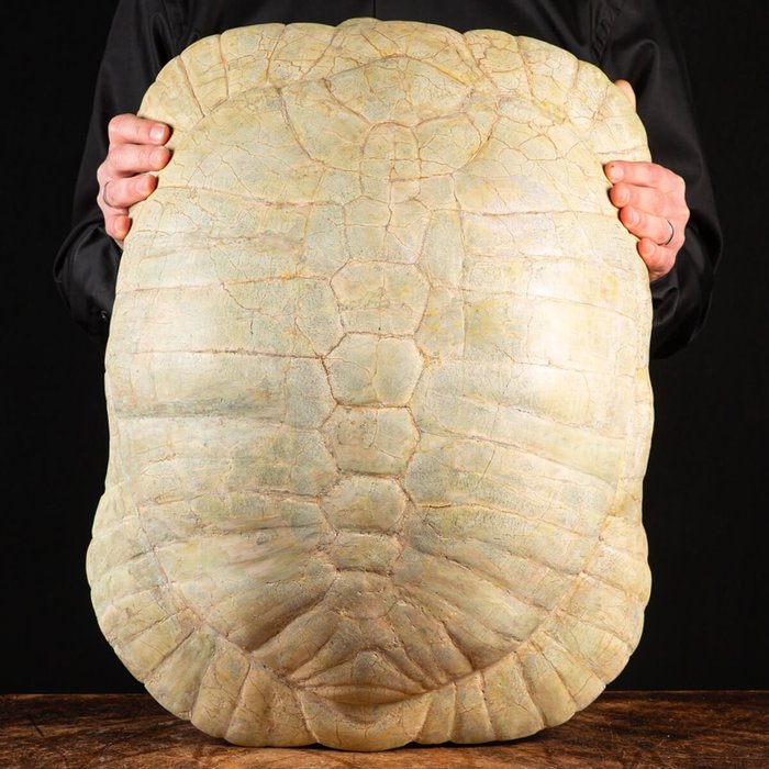 terrestrisk skildpadde - Rygskjold - Stylemis Nebrascensis - 550×410×230 mm