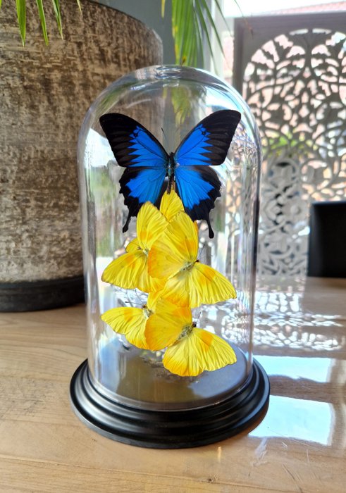 Vlinderstolp met 6 diverse vlinders – onder stolp met COA – 27×17×17 cm