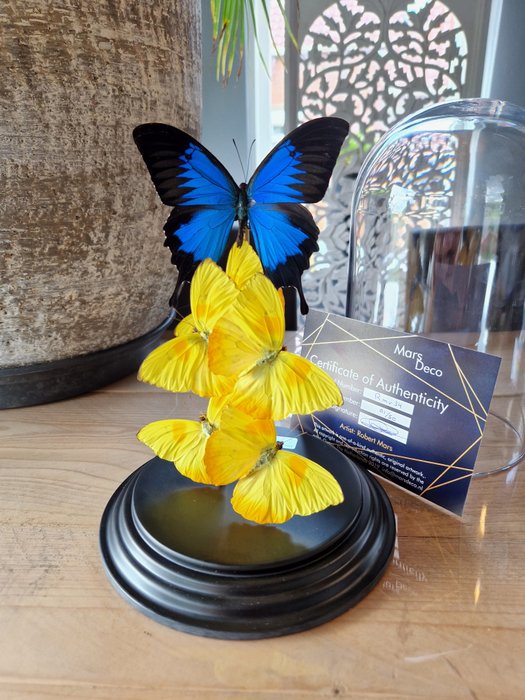 Vlinderstolp met 6 diverse vlinders – onder stolp met COA – 27×17×17 cm