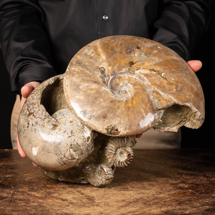 Ammonit und Nautilus - Assoziation auf Matrix - 38×33×19 cm