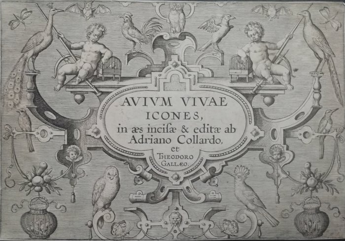 Adriaen Collaert (1560-1618) - "Avium Vivae Icones" - Frontespizio