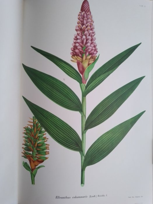 J.C. Mutis [and others] - Flora de la Real expedición botánica del Nuevo Reino de Granada. [T. VII.] - 1963