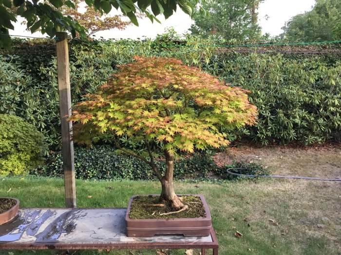 Acer Japonicum - 90×80 cm - Giappone