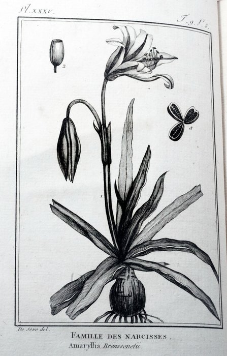 Brisseau de Mirbel - Histoire naturelle, générale et particulière des plantes - 1803