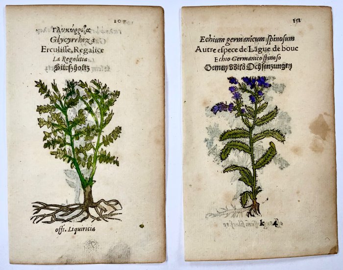 Lot of 2 Leonhard Fuchs (1501-1566) leaves with 4 woodcuts on 2 leaves - 1551
