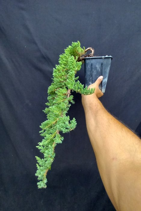 Bonsai ginepro (Juniperus) - 15×58 cm - Italia