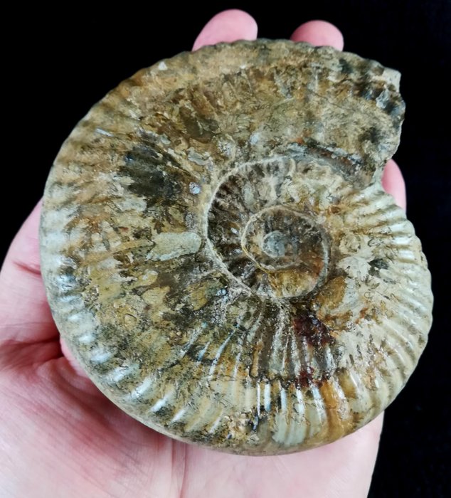 Exceptional ammonites!!! - impressive suture line - - Catawiki