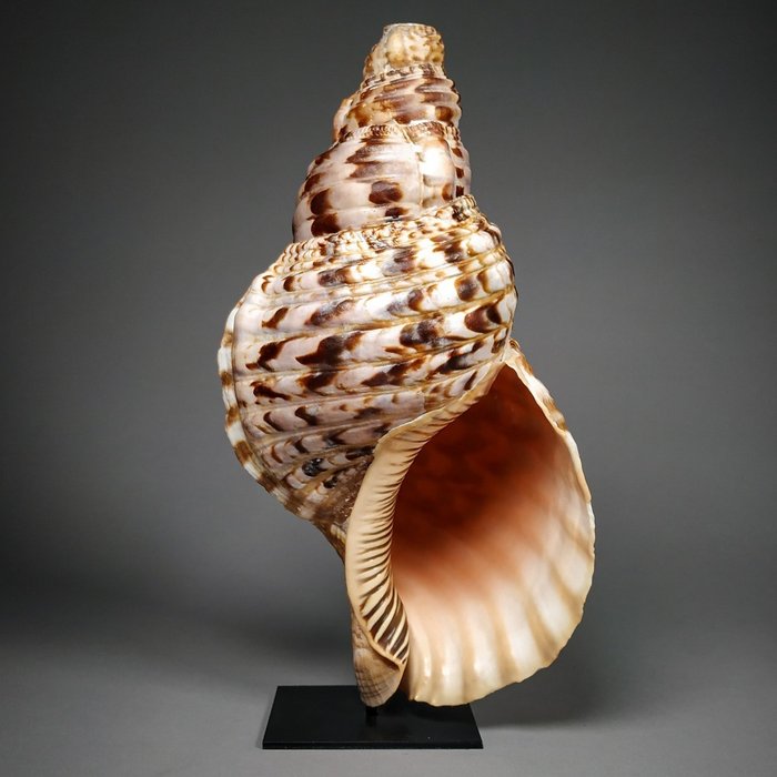 No brand - Charonia Triton's Trumpet Sea Snail Shell - Vari strumenti (come mostrato in descrizione) - Italia