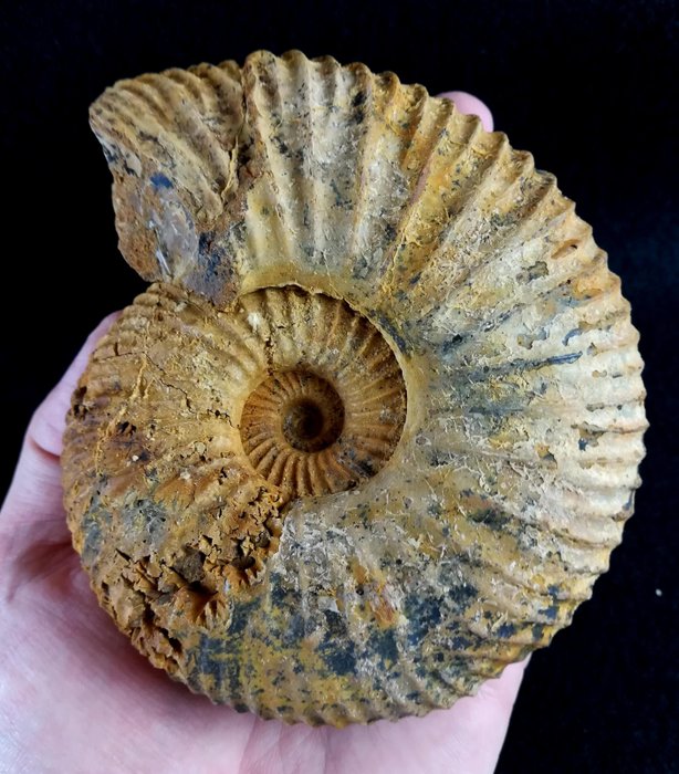 Exceptional ammonites!!! - impressive suture line details - - Catawiki