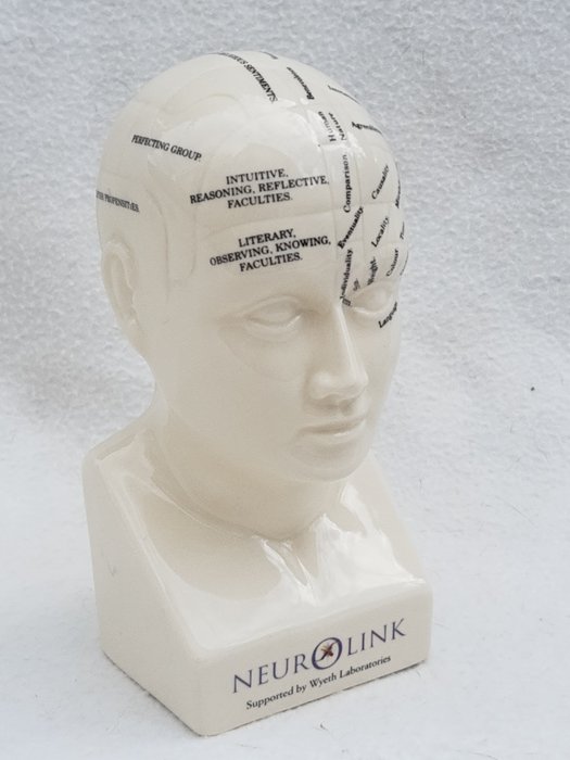 NeuroLink - Modelo neurológico del cerebro humano. (1) - Porcelana