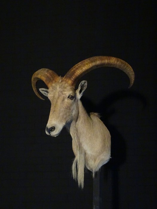 巴巴里羊 頭部和頸部安裝在護罩上 - Ammotragus lervia - 73×55×73 cm - CITES 附件2 - 歐盟內附件B