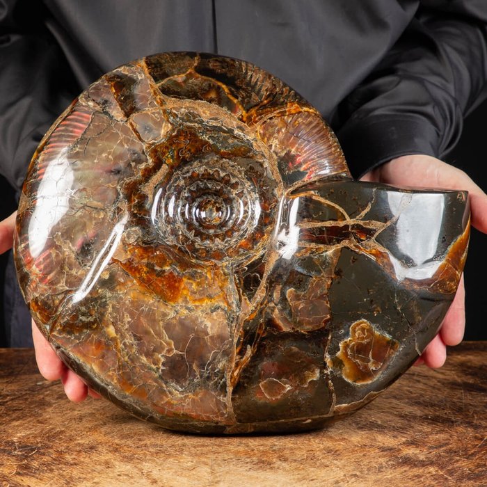Sehr schöner rot-opaleszierender Ammonit - Craspedodiscus discofalcatus - 350×290×90 mm