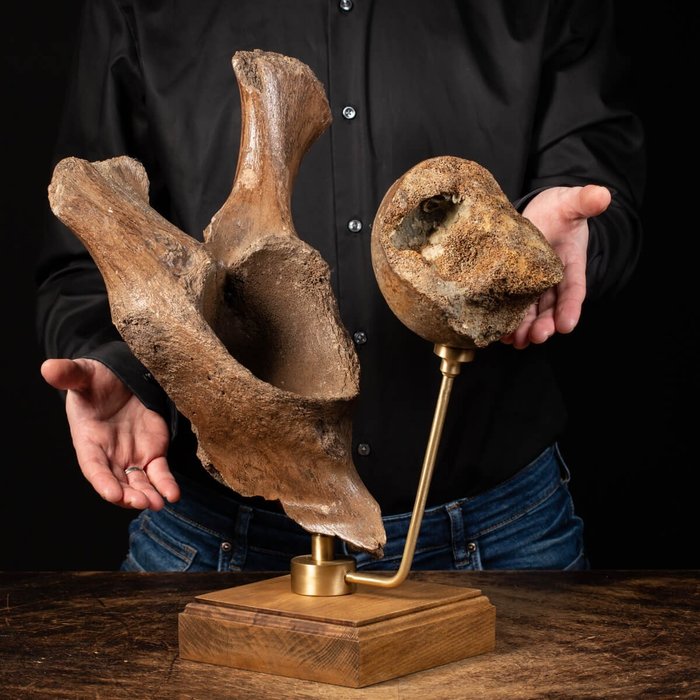 Wollhaarmammut - Gelenk auf Holzsockel - Mammuthus primigenius - 43×30×19 cm