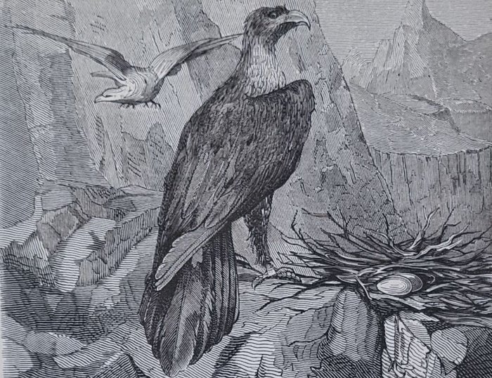Image 2 of Victor Meunier, L F Jéhan - Les animaux à métamorphoses + Tableau de la création - 1867