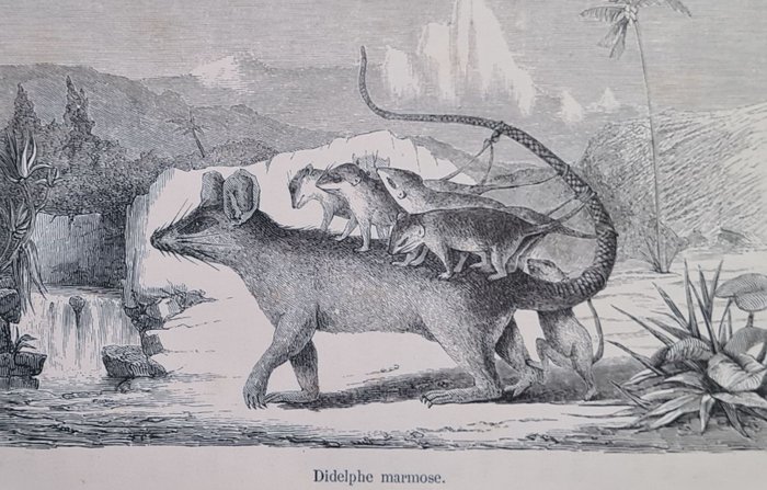 Image 3 of Victor Meunier, L F Jéhan - Les animaux à métamorphoses + Tableau de la création - 1867