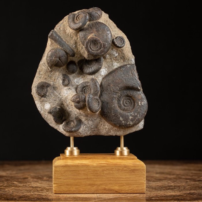 Amonity na atrixie - Ręcznie robiona baza dekoracyjna - Matryca ze szczątkami (mortality plate) - Endosiphonites muensteri - 22 cm - 14 cm