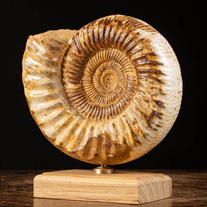 Ammonit auf Designsockel aus Holz und Messing - Panzer - Perisphinctid sp. - Giurassico, Superiore (163,5 – 145 milioni di anni) - 260 mm - 235 mm - 105 mm