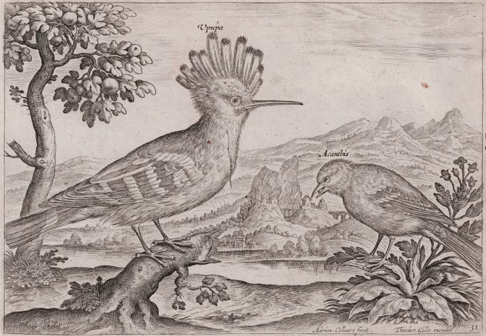 Preview of the first image of Adriaen Collaert (1560-1618) - Landscape with Hoopoe and Acanthis.