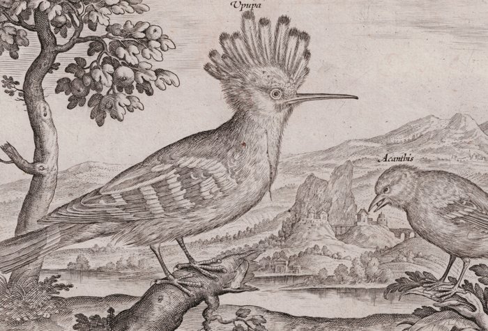 Image 2 of Adriaen Collaert (1560-1618) - Landscape with Hoopoe and Acanthis
