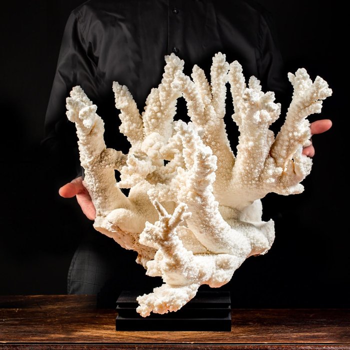 分支珊瑚 博物館規模 - Acropora florida - Enorme !!! - 445×390×360 mm