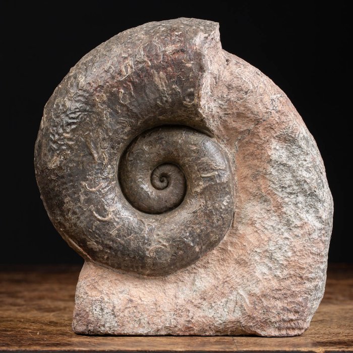 Ammonite from Lyon - Fossilised animal - 165 mm - 155 mm