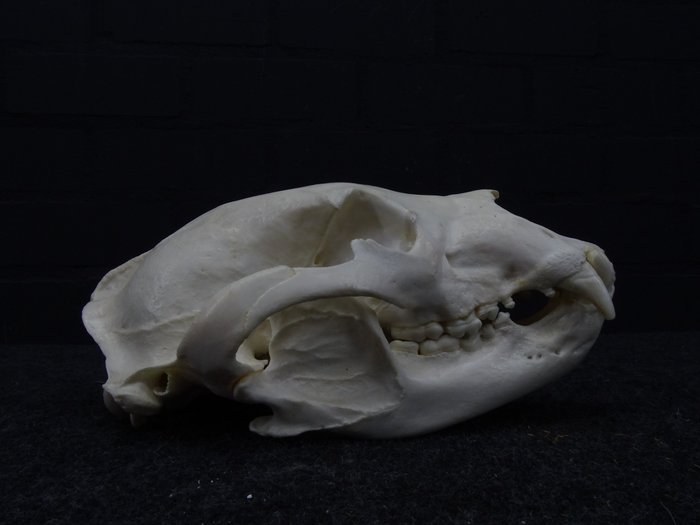 Zwarte beer Schedel – Ursus americanus – 26.5×15×11 cm – CITES Appendix II – Bijlage B in de EU