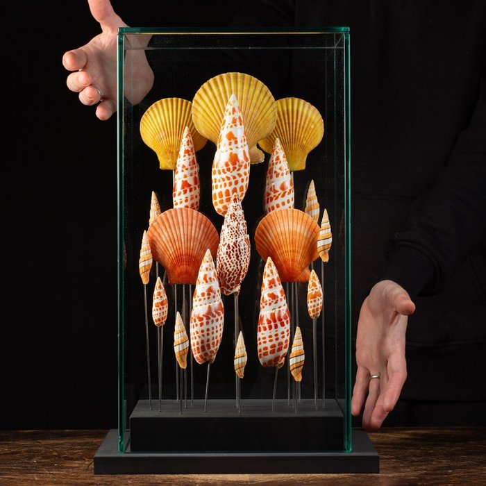 Hochwertige Pecten- und Mitre-Muscheln in hoher Farbe unter der Glaskuppel