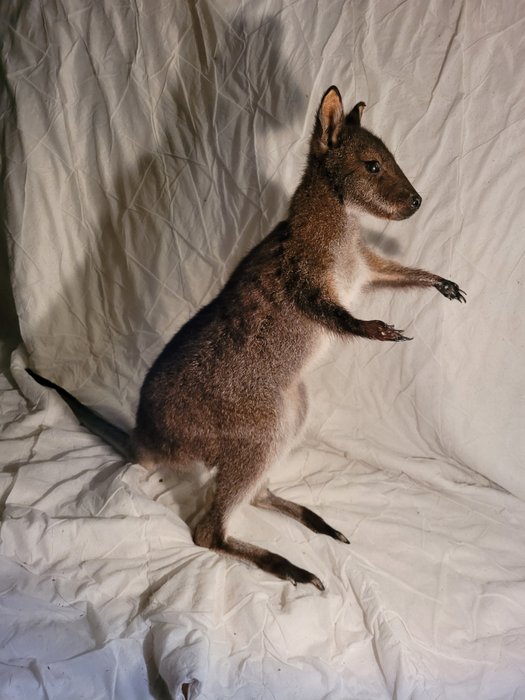 Wallaby Trofee – Macropodidae – 74×30×90 cm – CITES Appendix II – Bijlage A in de EU – 1
