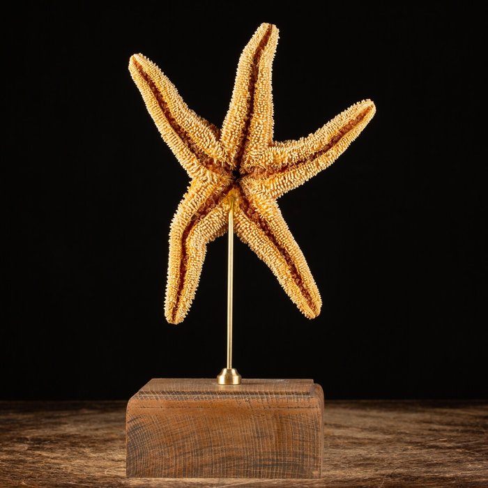 Collector's Item - Sugar Starfish on custom plinth - Echinodermata sp. - 290×160×105 mm