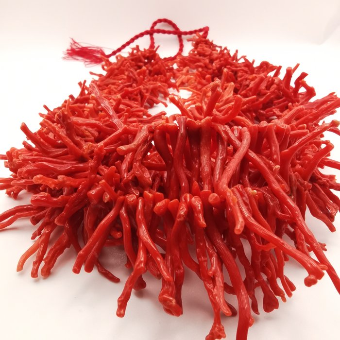 Rød Korall Korall - Corallium rubrum  (Ingen reservasjonspris)