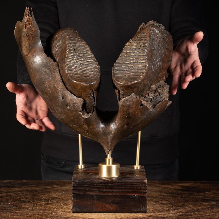 Mamut lanudo - Extra raro: Molar gigante en soporte personalizado - Mammuthus primigenius - 470×390×310 mm
