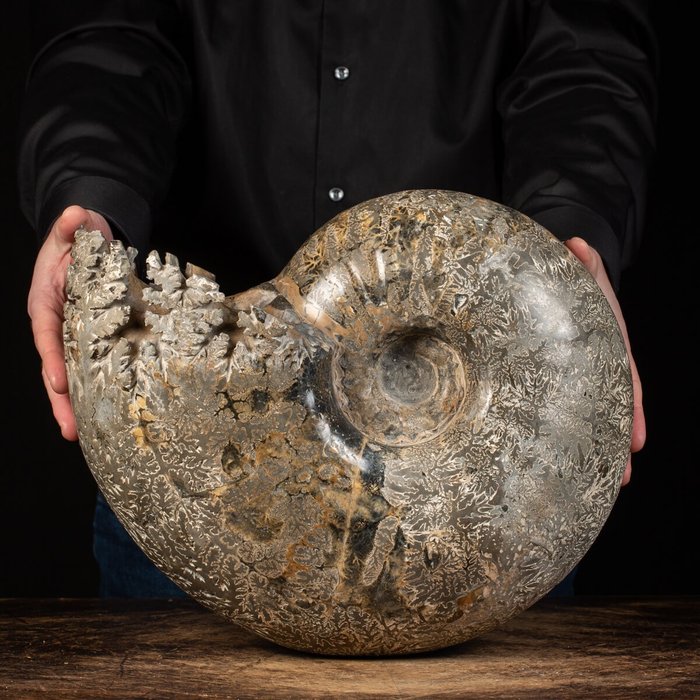 Extra storlek - Ammonit av högsta kvalitet - Fossiliserat skal - 39 cm - 32 cm