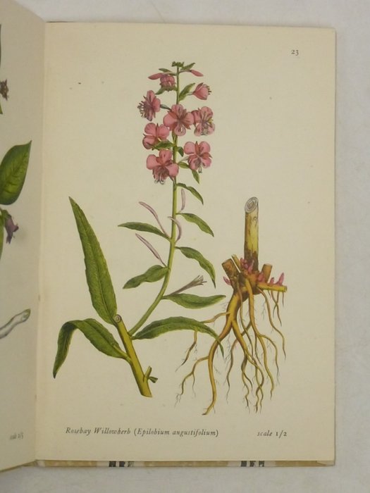 Image 2 of E. J. Salisbury / Dr. Hans Fitting... / Arthur King - [3 books] - Flowers of the wood / Strasburger