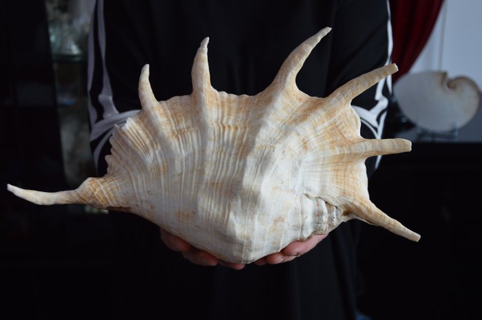 Giant Spider Conch Sea-snail shell - Lambis truncata - 110×220×370 mm - Non-CITES species